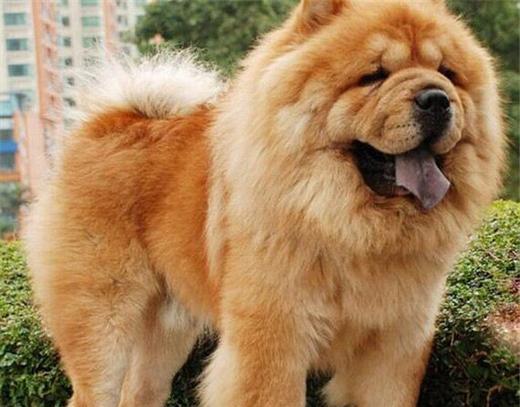 松狮幼犬怎么挑选,要挑选怎样的狗狗