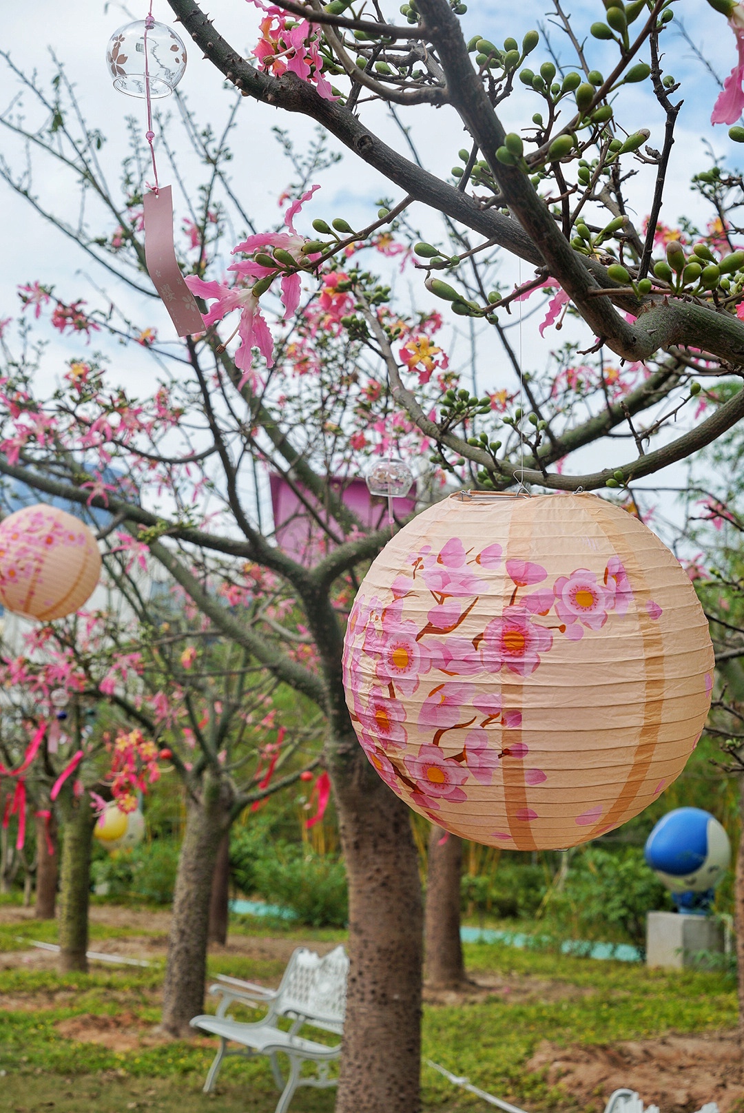 广州粉色浪漫花海,广东秋天粉色花海