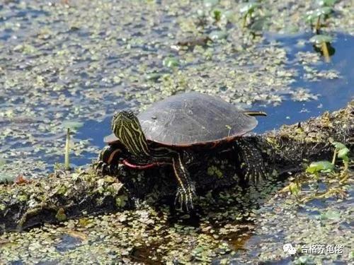 治龟病一克药粉是多少,治疗龟病一定要加温吗