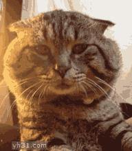 猫咪会来大姨妈吗多久来一次,猫咪来大姨妈会持续多久