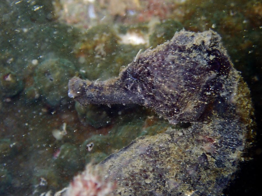 深圳附近海域鱼类大全,深圳海域动物