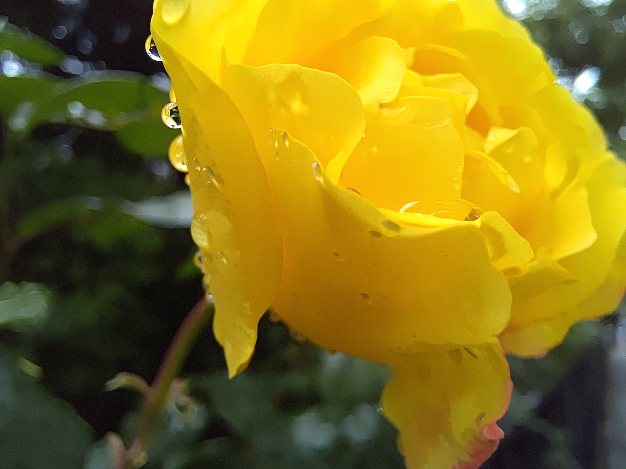 梦幻独角兽魅族17,魅族17独角兽和普通的区别