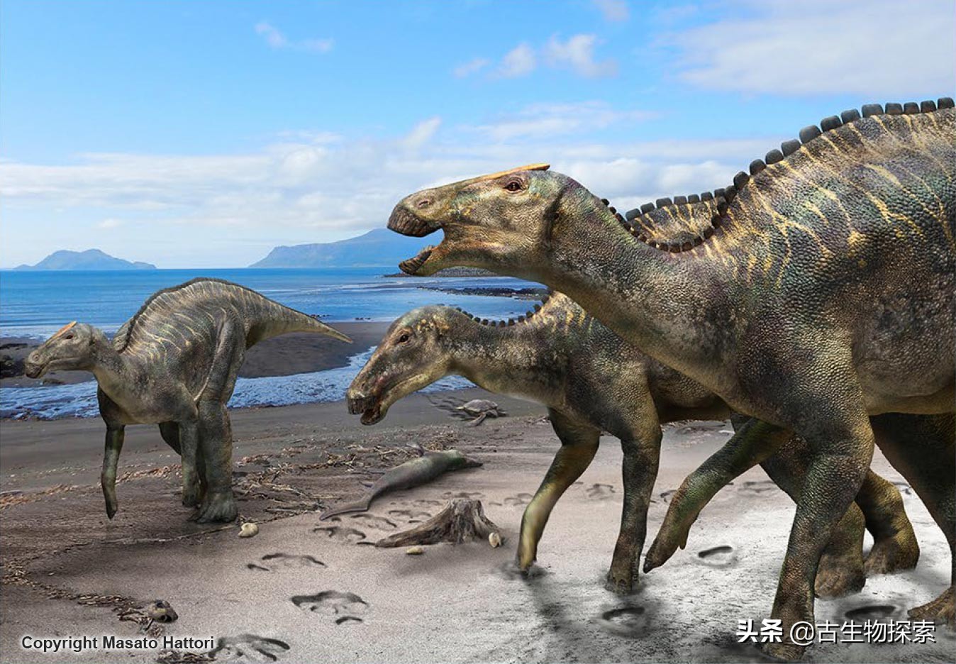 日本第一次在本土发现恐龙化石,发现最不完整的恐龙化石