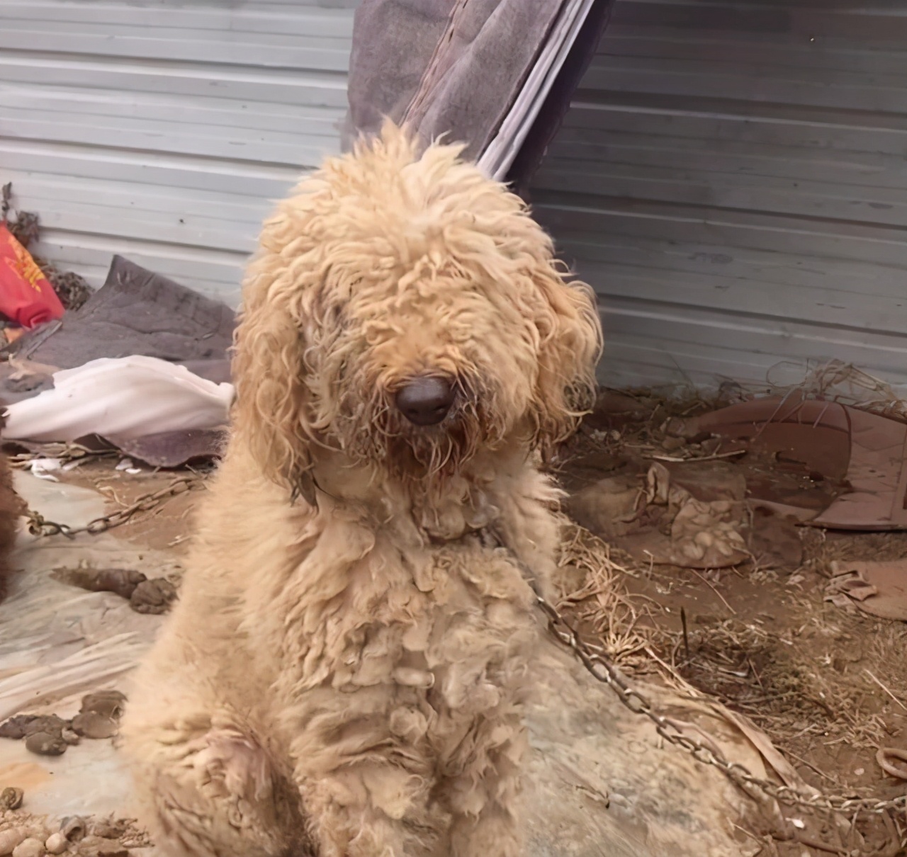 巨贵犬可以在农村生活吗,巨贵犬几百块的能买吗