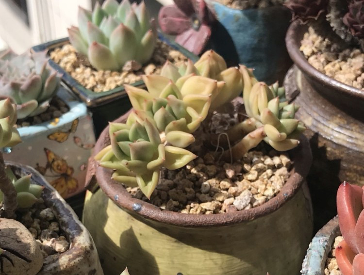 养多肉的感悟熬过冬季,象牙多肉养护方法