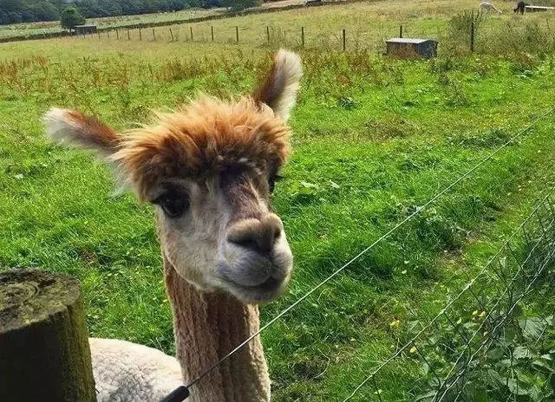 谢菲尔德大学治安,谢菲尔德大学就业