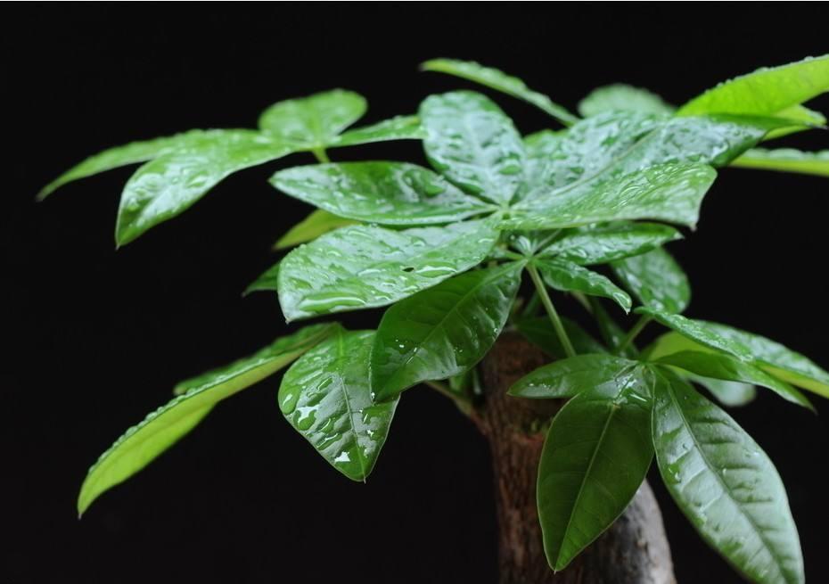 解决发财树徒长问题，要注意这几点！