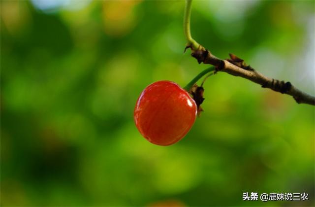 不想樱桃树长高怎么处理,大樱桃营养不良落果怎么补救