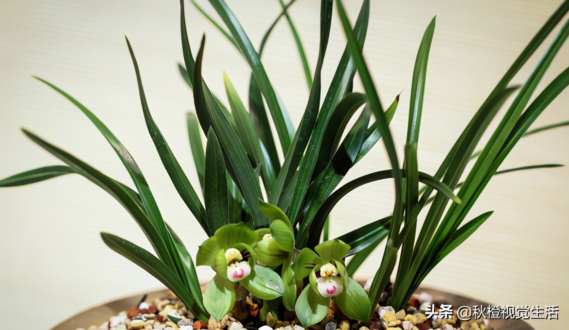 兰花为什么价格这么高,兰花为什么受世人喜爱