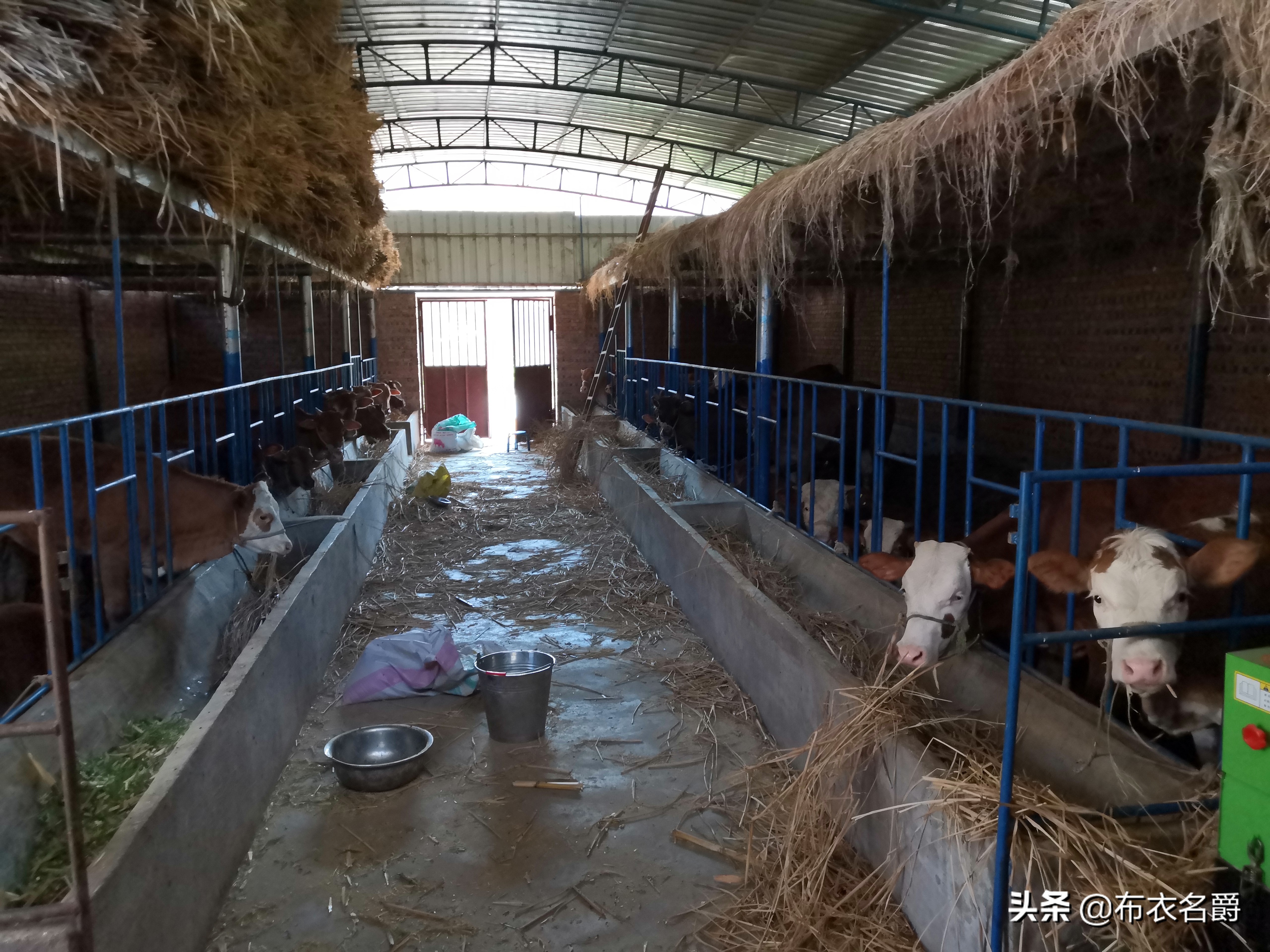 湘南黄牛杂交改良怎么样,改良黄牛养殖技术方法