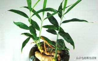 生姜发芽后要盖土吗,生姜埋土里一般多少天会发芽