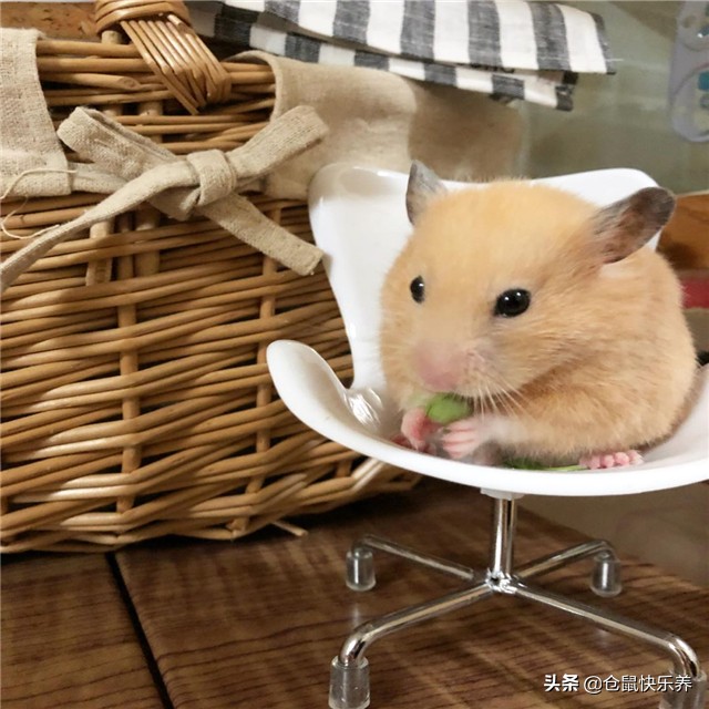 仓鼠因吃的太好而遭羡慕,但鼠鼠却愁容满面,表示菜单该换了