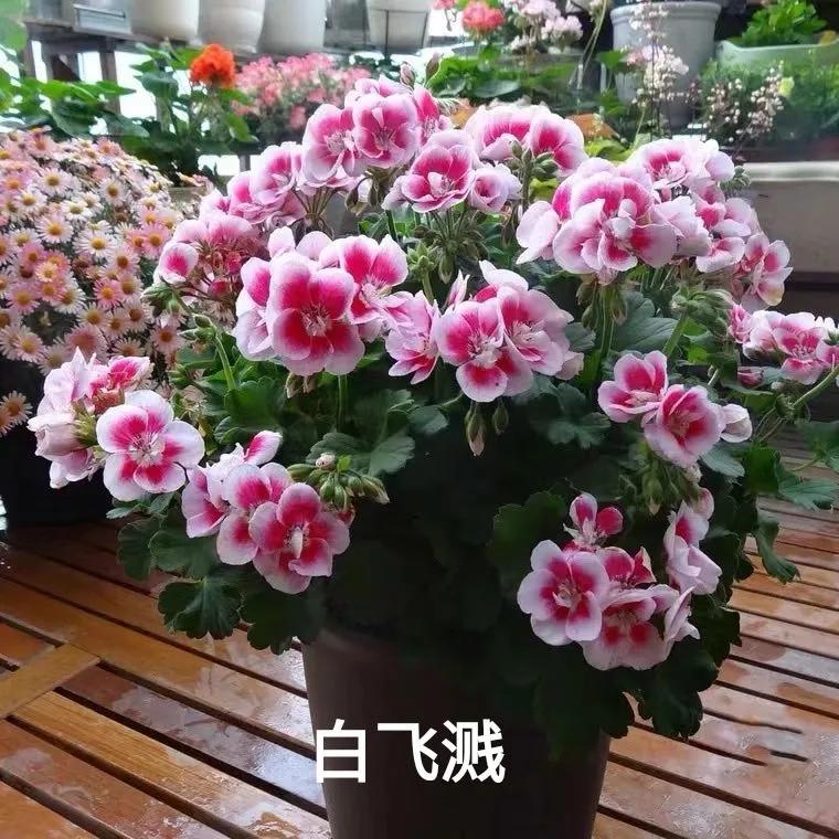 阳台天竺葵容易爆花品种,天竺葵最能开花的品种