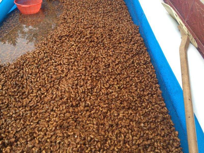 抖音助农人工养殖金蝉,人工养殖金蝉属于禁食吗