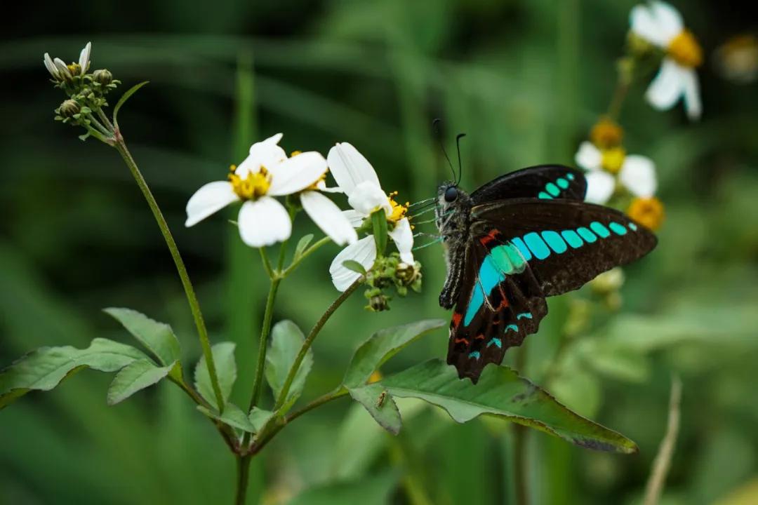 最经典最值得背的古文大全,最难背的十篇古文
