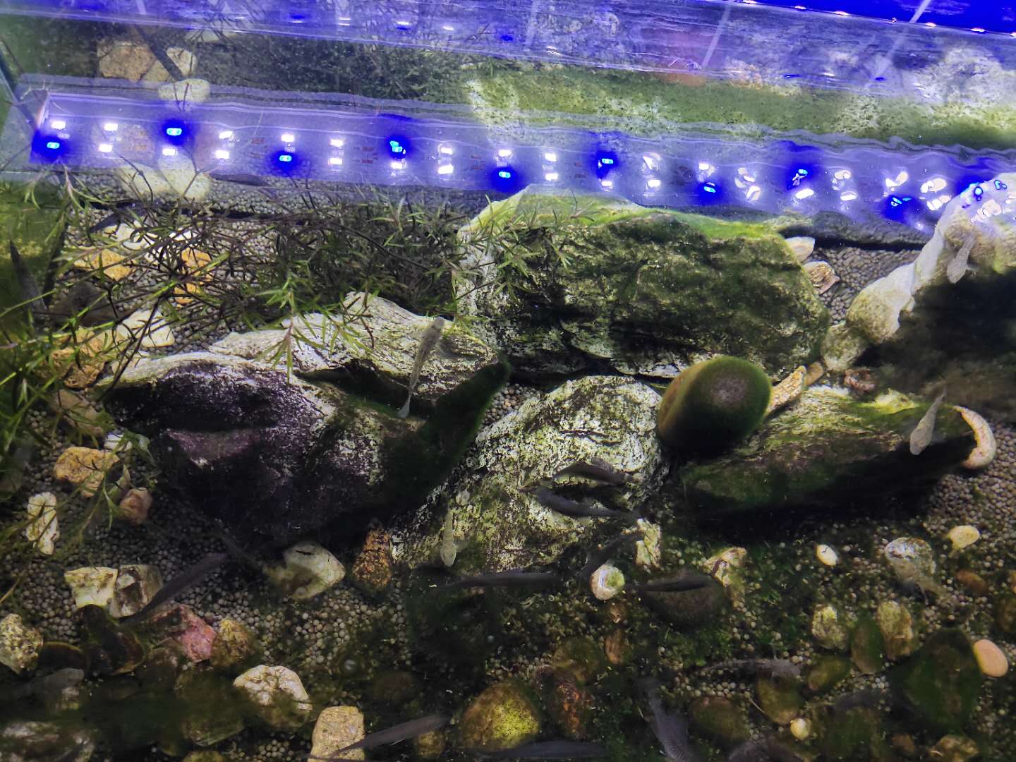 有藻类的鱼缸还需要过滤啊,充满藻类的鱼缸怎么过滤