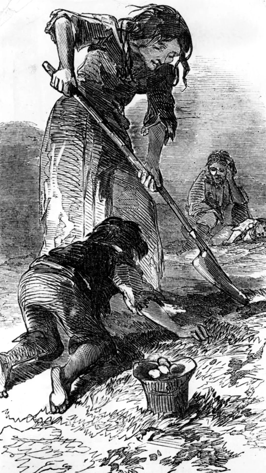 爱尔兰饥荒是由什么引起的,爱尔兰的饥荒是怎么回事