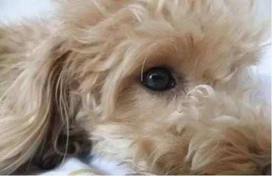 怎样训练泰迪犬不乱叫,怎样训练泰迪犬随行