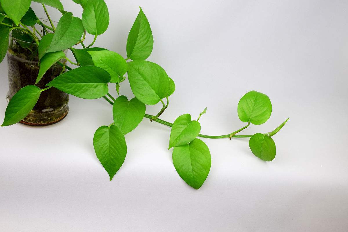 绿萝春季要黄叶,绿萝黄叶死养才能更旺盛