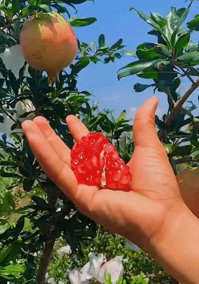 吃石榴不吐皮,吃石榴不吐籽的石榴