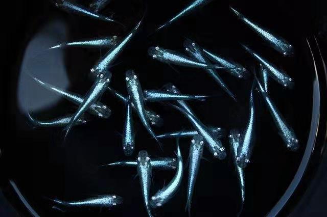 小时候的稻田鱼,小时候稻田里很小的鱼