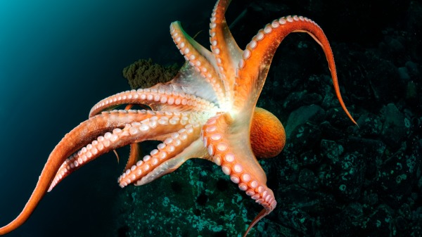 章鱼智商能统治世界吗,章鱼的智商有多少