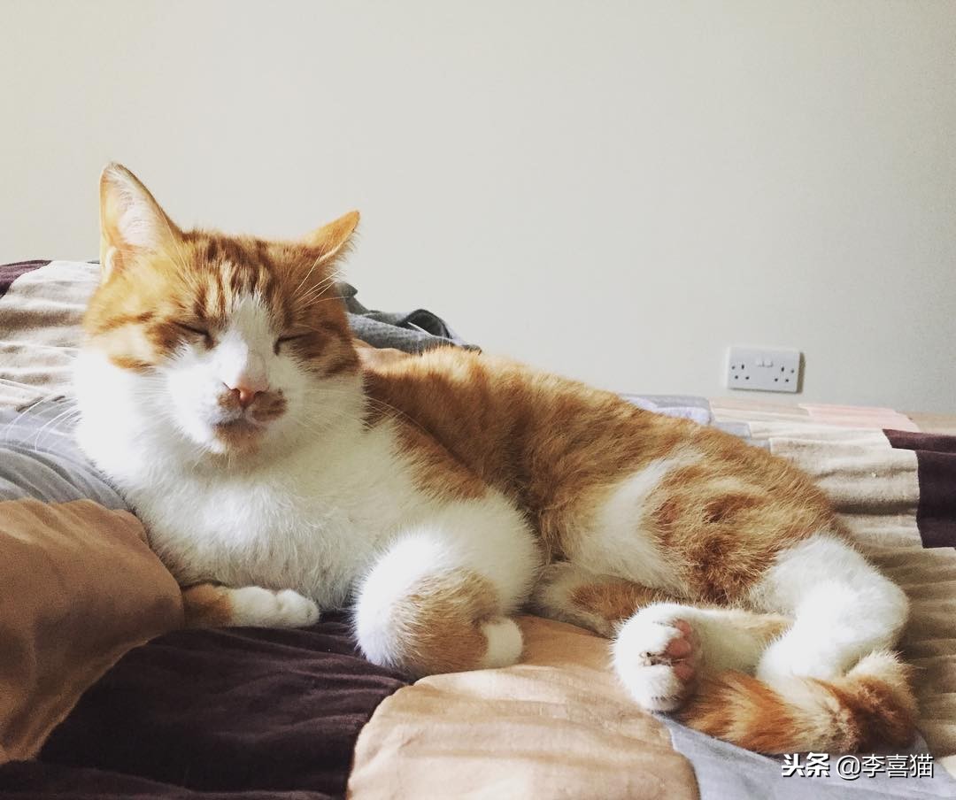 猫咪过冬湿粮怎么办,猫咪过冬空调开多少度