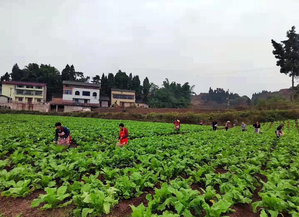 重庆铜梁区未来发展,重庆铜梁未来的发展