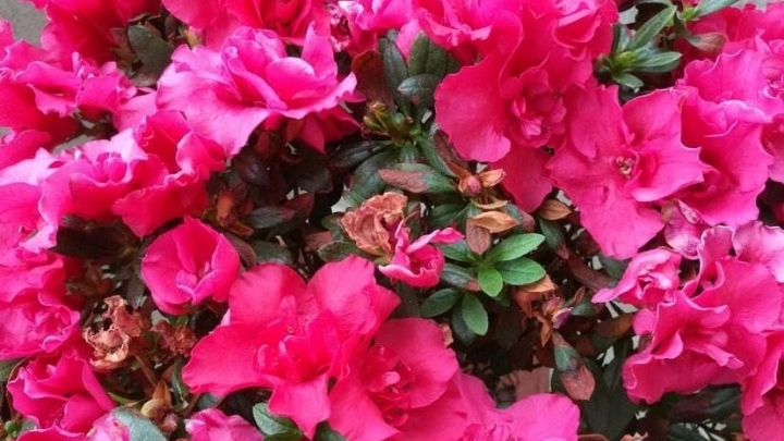 杜鹃花的养殖方法用什么肥,杜鹃花的养殖方法叶子怎么移栽