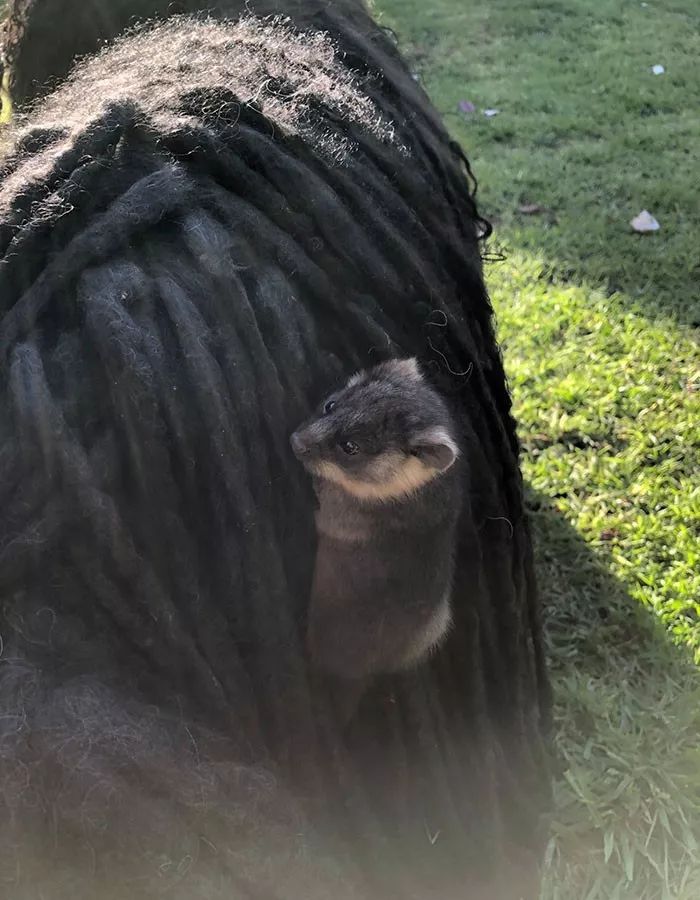 一只和主人遛弯的拖布狗，两次被小老鼠攀附，鉴定后却是袋貂