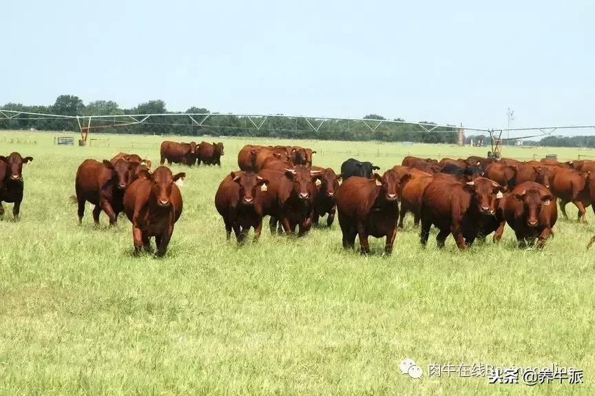 加拿大肉牛产业发展动态,加拿大肉牛发展