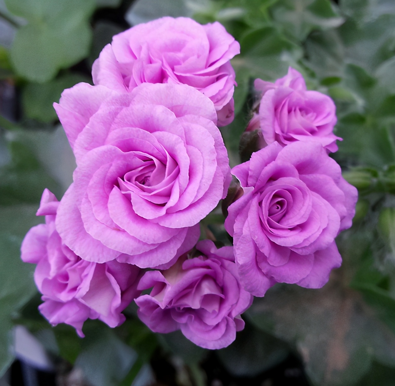 这种花别乱浇水水越多越不开花,这种花不怕冷好养易活