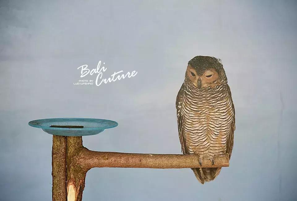 999玩转巴厘究竟嗨不嗨:香遇巴厘,南太平洋的风与海