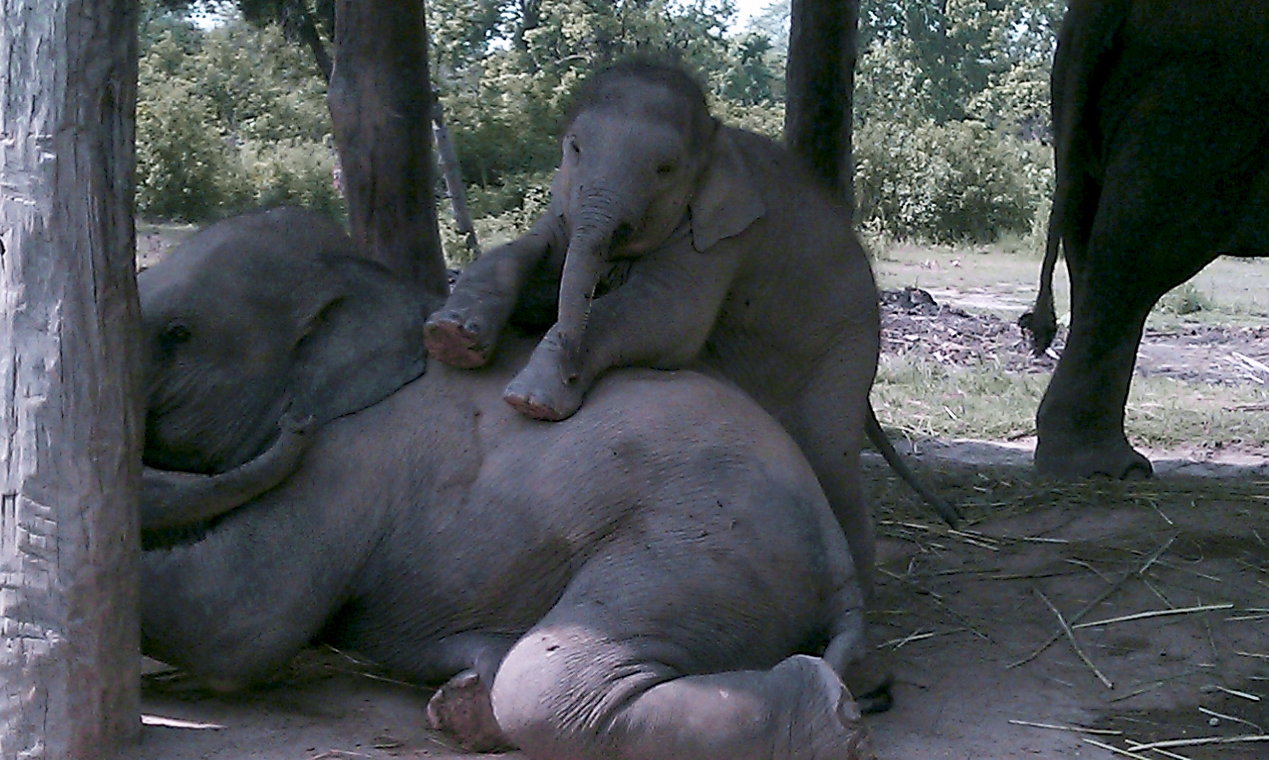 大象足球大赛,大象足球赛