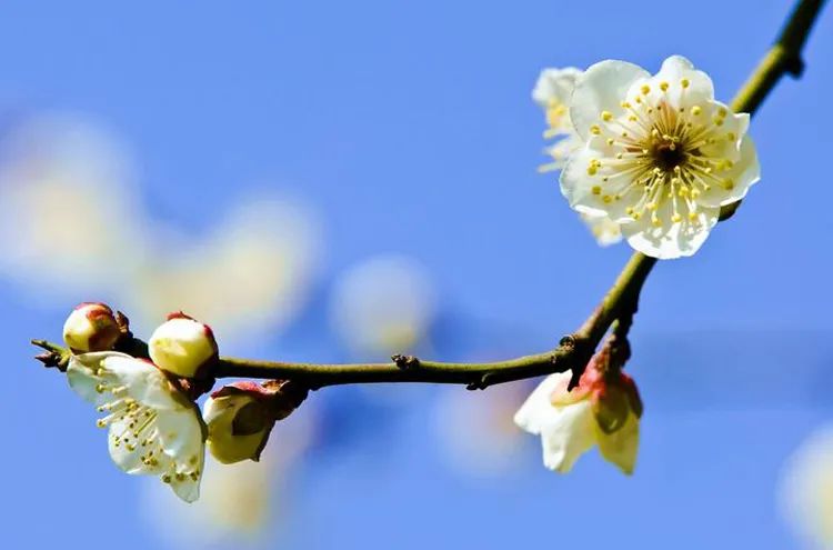 拍大片梅花技巧,梅花拍人物照姿势技巧大全