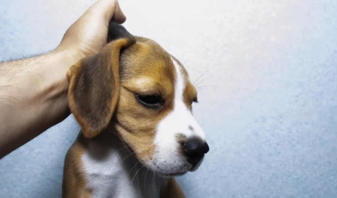 这些挑狗的方法真的很靠谱,如何挑狗才不会挑到病狗