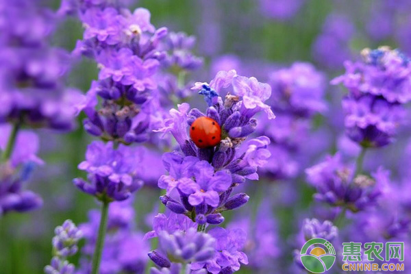熏衣草的种子育苗方法,薰衣草种子的种植方法