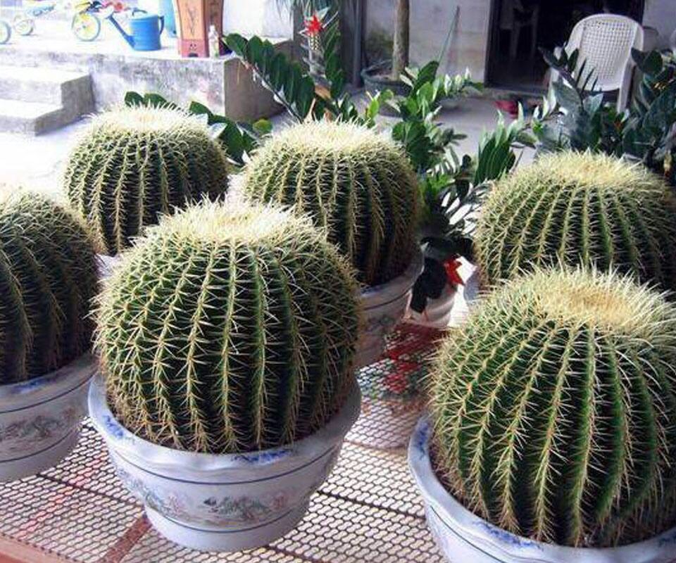 仙人球怎么养才能爆盆,仙人球怎么养护才能爆盆