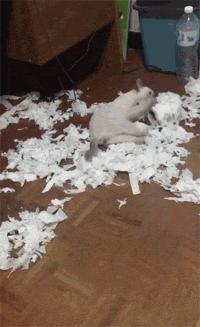 合租养猫劝退指南,《养猫劝退指南》