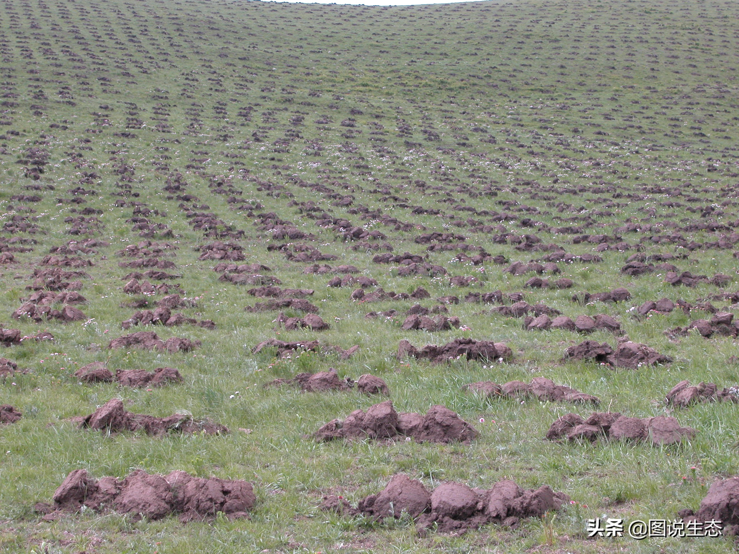 20年风雨治沙路，绿水青山秀丰宁