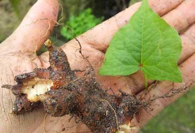 金荞麦是中药还是西药,中药金荞麦功效与作用