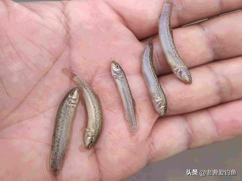 为什么泥鳅党不受欢迎,为什么泥鳅党屡禁不止