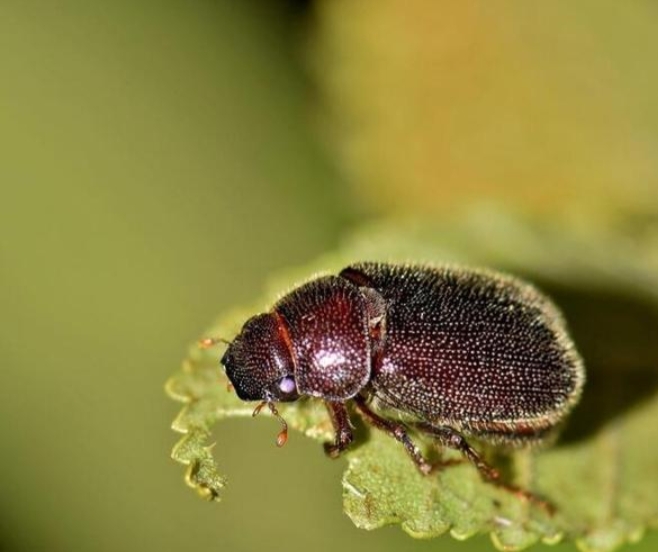 从老家带回来的小笨鸡,想念老家的柴火鸡