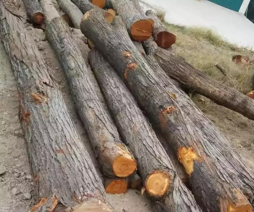 你知道什么叫木匠吗,你知道什么是榉木吗