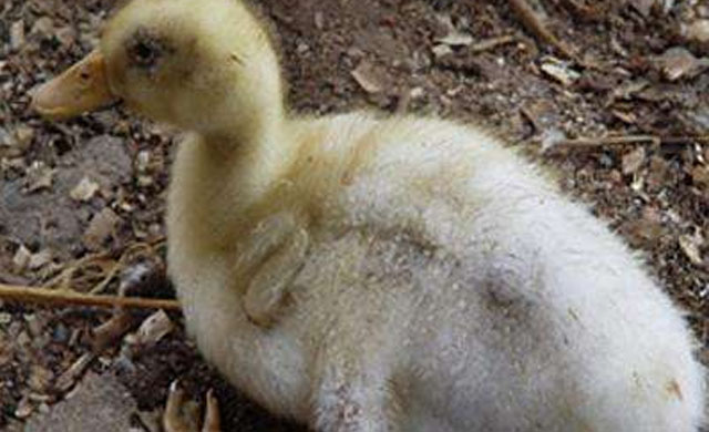 鸭子拉白色条粪便怎么治疗,鸭子拉白色的屎不吃东西怎么办