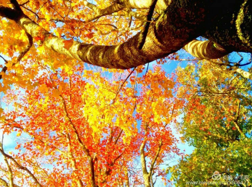 一树山,我的精神家园