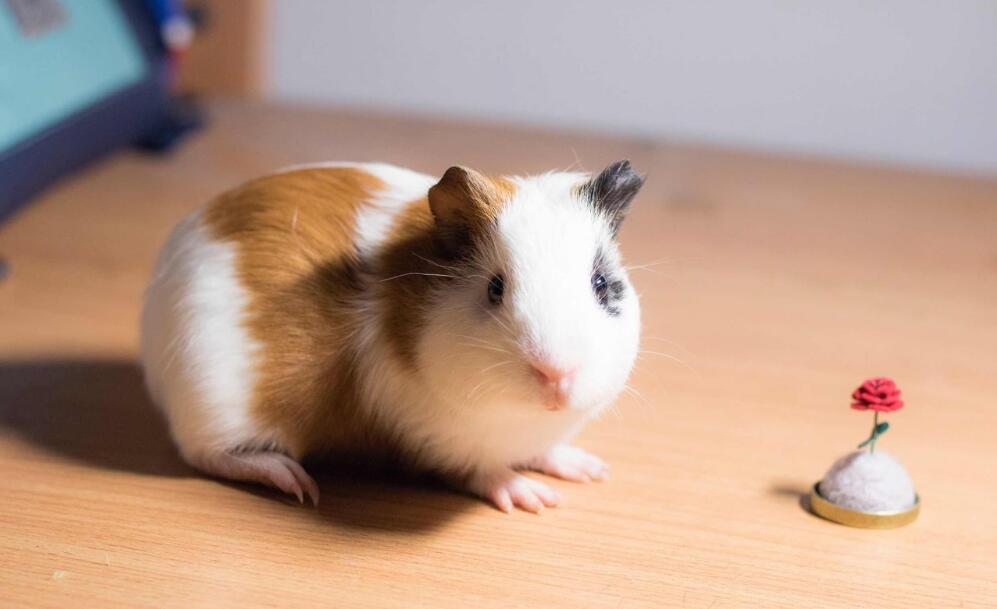 养殖荷兰猪一般多少钱一只,荷兰猪饲养需要多少钱