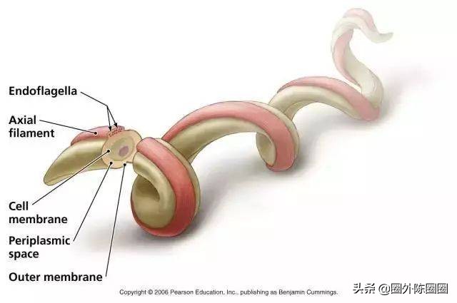 母婴传播冠状病毒,母婴传播新冠