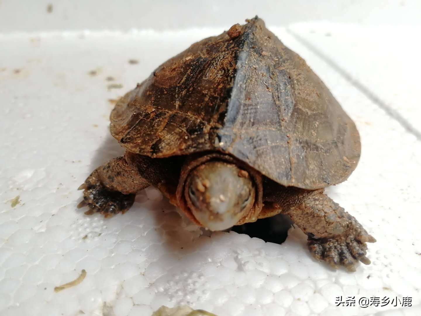 适合新手养的冷水龟,养龟冷水好还是温水好