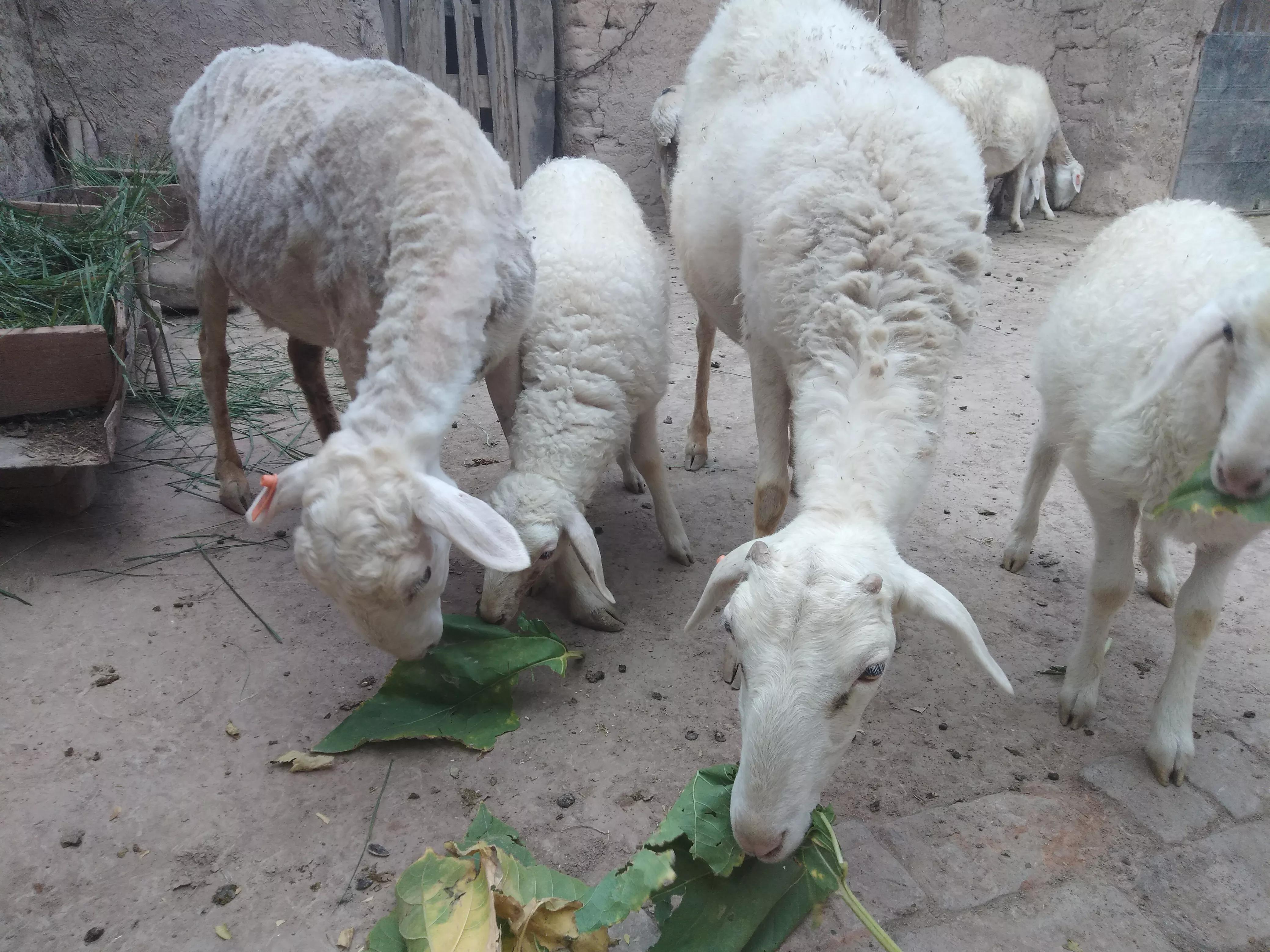 贷款养羊会失败吗,贷款养羊贷多少钱能贷出来